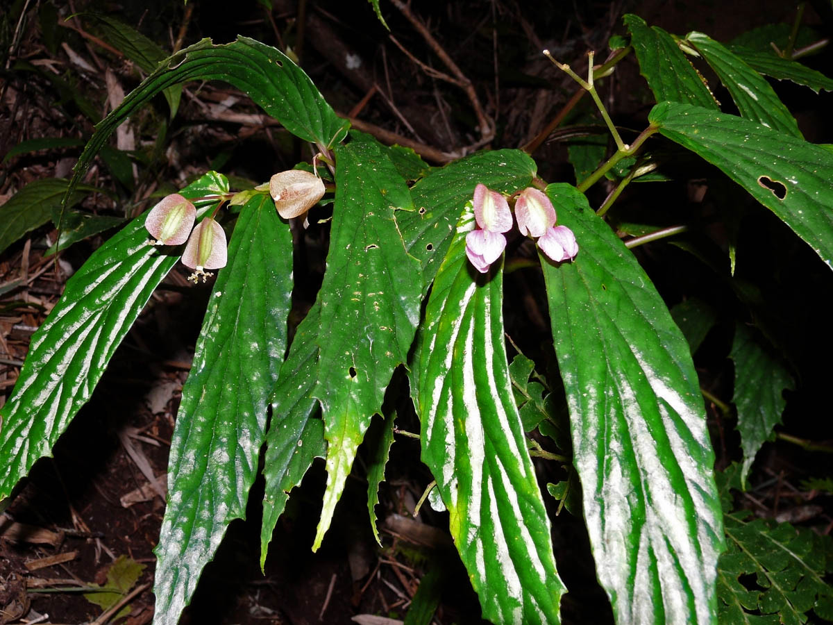 B. panayensis
